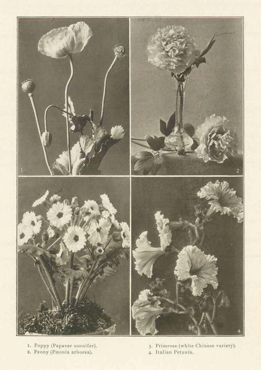Poppy Papaver sonnifer Peony Preonia arborea Primrose Italian Petunia 1907